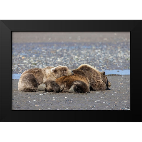 Female grizzly bear with second year cub sleeping on her back-Lake Clark National Park Black Modern Wood Framed Art Print by Jones, Adam