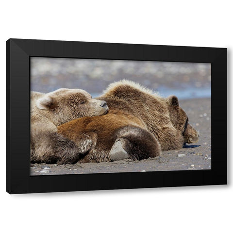 Female grizzly bear with second year cub sleeping on her back-Lake Clark National Park Black Modern Wood Framed Art Print by Jones, Adam