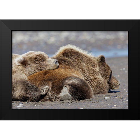 Female grizzly bear with second year cub sleeping on her back-Lake Clark National Park Black Modern Wood Framed Art Print by Jones, Adam