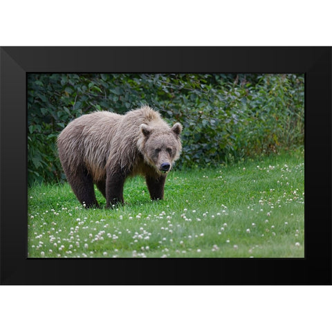 Grizzly bear-Lake Clark National Park and Preserve-Alaska Black Modern Wood Framed Art Print by Jones, Adam