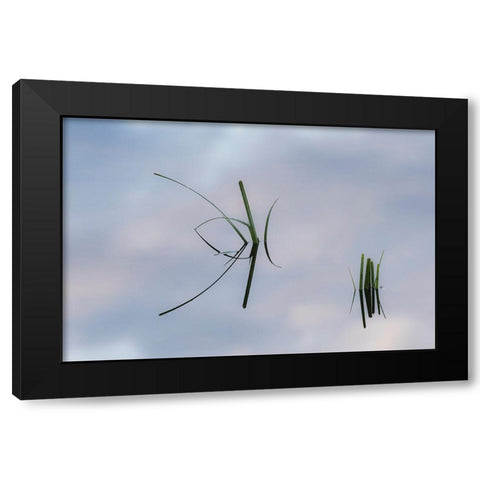 Grass stems and sky reflecting on pond surface-Lake Clark National Park and Preserve-Alaska Black Modern Wood Framed Art Print with Double Matting by Jones, Adam