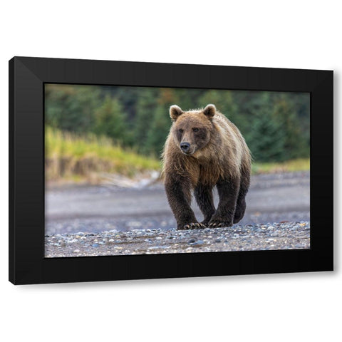 Grizzly bear-Lake Clark National Park and Preserve-Alaska Black Modern Wood Framed Art Print by Jones, Adam