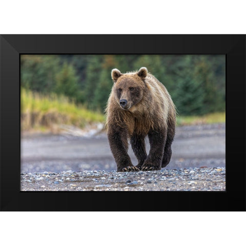 Grizzly bear-Lake Clark National Park and Preserve-Alaska Black Modern Wood Framed Art Print by Jones, Adam