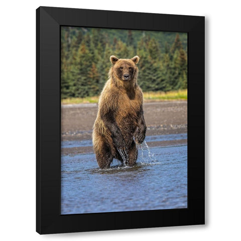 Grizzly bear standing-Lake Clark National Park and Preserve-Alaska Black Modern Wood Framed Art Print by Jones, Adam