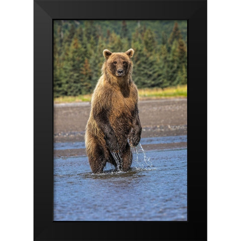 Grizzly bear standing-Lake Clark National Park and Preserve-Alaska Black Modern Wood Framed Art Print by Jones, Adam