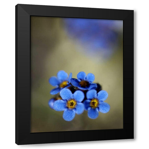 AK, Arctic NWR, Alpine forget-me-not flowers Black Modern Wood Framed Art Print by Kirkland, Dennis