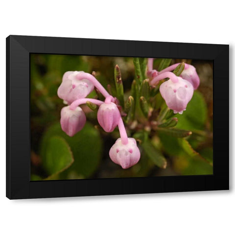AK, Arctic NWR, Bog rosemary flowers Black Modern Wood Framed Art Print with Double Matting by Kirkland, Dennis
