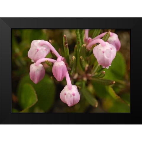 AK, Arctic NWR, Bog rosemary flowers Black Modern Wood Framed Art Print by Kirkland, Dennis