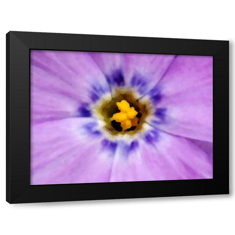 AK, Artic NWR, Abstract Siberian flox flower Black Modern Wood Framed Art Print by Kirkland, Dennis