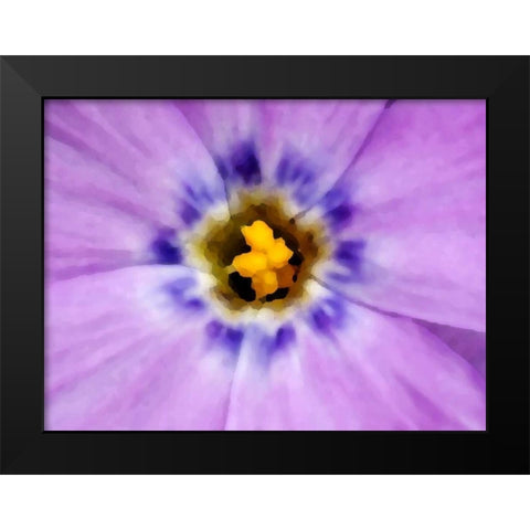 AK, Artic NWR, Abstract Siberian flox flower Black Modern Wood Framed Art Print by Kirkland, Dennis