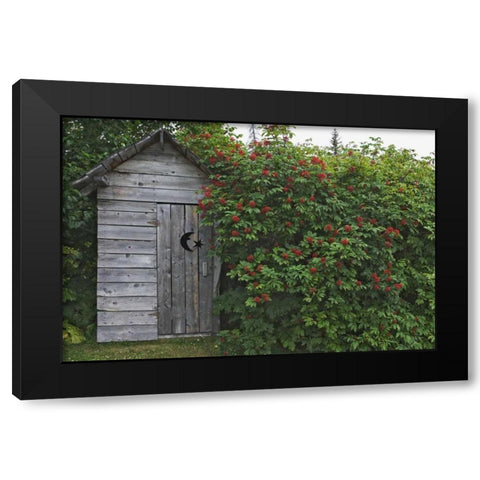 AK, Homer An outhouse with elderberries Black Modern Wood Framed Art Print with Double Matting by Flaherty, Dennis