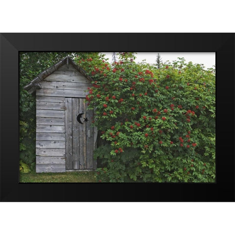 AK, Homer An outhouse with elderberries Black Modern Wood Framed Art Print by Flaherty, Dennis