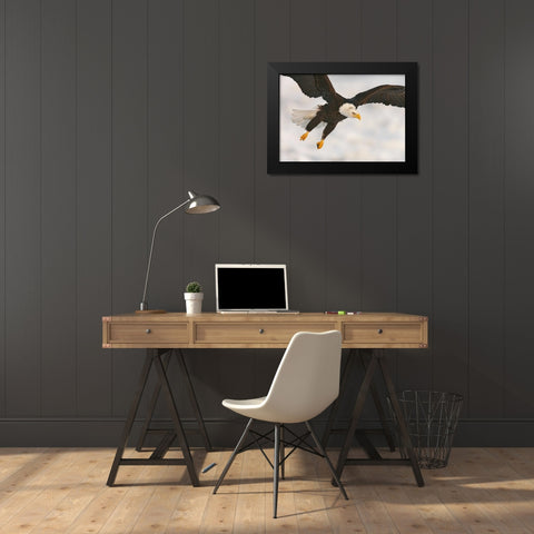 USA, Alaska, Homer Bald eagle in landing posture Black Modern Wood Framed Art Print by Morris, Arthur