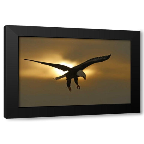 AK, Homer Bald eagle in preparing to land Black Modern Wood Framed Art Print by Morris, Arthur