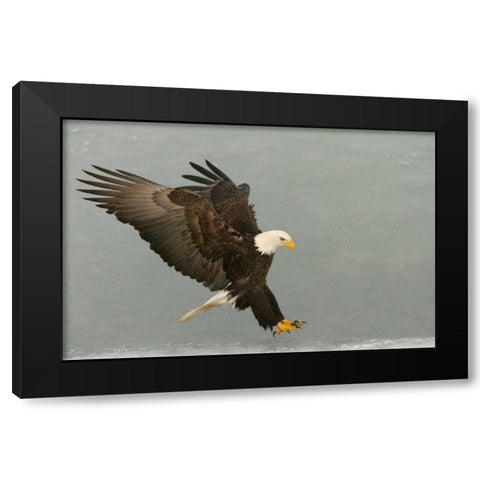 USA, Alaska, Homer Bald eagle in landing posture Black Modern Wood Framed Art Print with Double Matting by Morris, Arthur