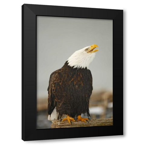 Alaska, Homer Bald eagle sitting on log calling Black Modern Wood Framed Art Print with Double Matting by Morris, Arthur