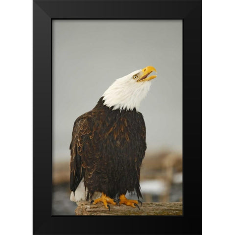 Alaska, Homer Bald eagle sitting on log calling Black Modern Wood Framed Art Print by Morris, Arthur