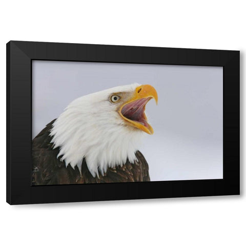 USA, Alaska, Homer Bald eagle screaming Black Modern Wood Framed Art Print with Double Matting by Morris, Arthur