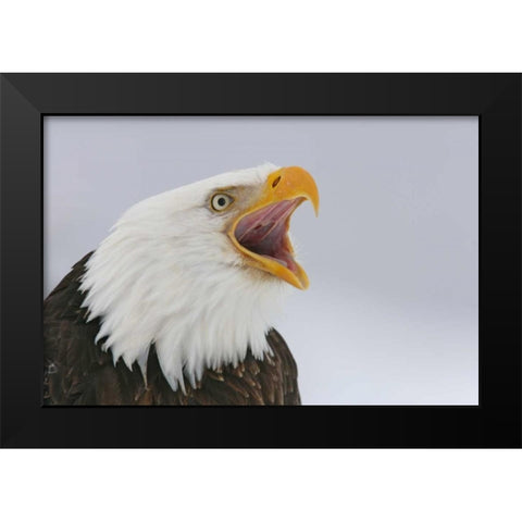 USA, Alaska, Homer Bald eagle screaming Black Modern Wood Framed Art Print by Morris, Arthur