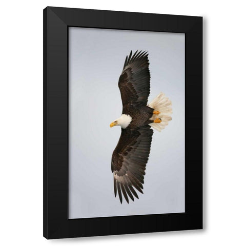 Alaska, Homer Bald eagle flying Black Modern Wood Framed Art Print by Morris, Arthur
