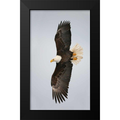 Alaska, Homer Bald eagle flying Black Modern Wood Framed Art Print by Morris, Arthur