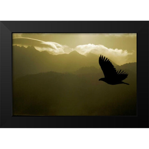 AK, Homer Silhouette of bald eagle flying Black Modern Wood Framed Art Print by Morris, Arthur