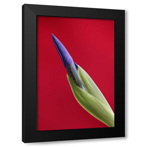 USA, Alaska, Nome Wild iris budding Black Modern Wood Framed Art Print with Double Matting by Morris, Arthur