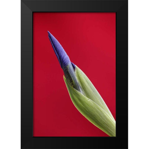 USA, Alaska, Nome Wild iris budding Black Modern Wood Framed Art Print by Morris, Arthur