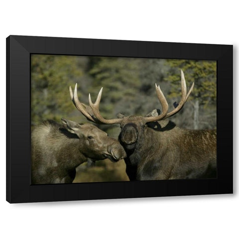 Alaska, Anchorage Male and female moose nuzzle Black Modern Wood Framed Art Print by Morris, Arthur