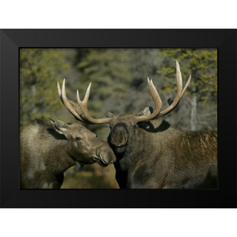 Alaska, Anchorage Male and female moose nuzzle Black Modern Wood Framed Art Print by Morris, Arthur