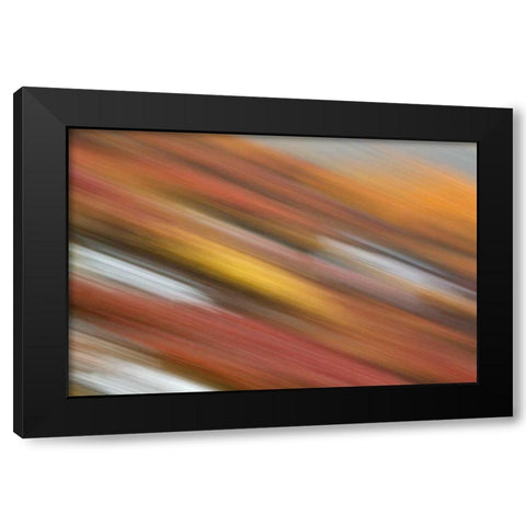 AK, Denali NP Abstract blur of autumn tundra Black Modern Wood Framed Art Print by Morris, Arthur