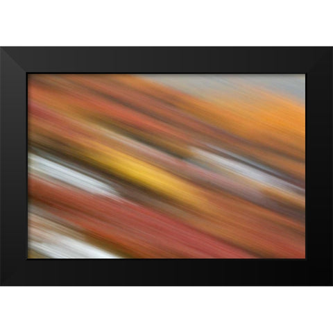 AK, Denali NP Abstract blur of autumn tundra Black Modern Wood Framed Art Print by Morris, Arthur