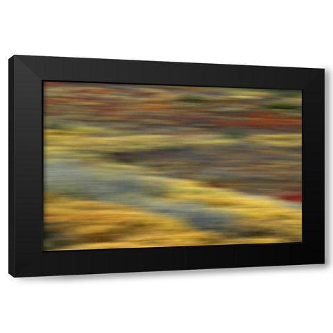 AK, Denali NP Abstract blur of autumn tundra Black Modern Wood Framed Art Print by Morris, Arthur