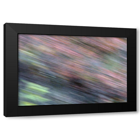AK, Denali NP Blur of autumn tundra spruce trees Black Modern Wood Framed Art Print by Morris, Arthur
