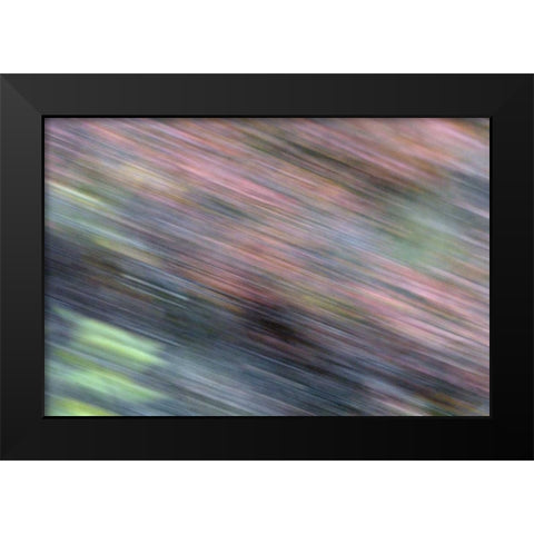 AK, Denali NP Blur of autumn tundra spruce trees Black Modern Wood Framed Art Print by Morris, Arthur