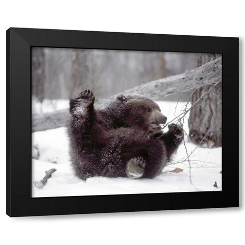 Alaska Grizzly plays with tree branch in winter Black Modern Wood Framed Art Print by Zuckerman, Jim