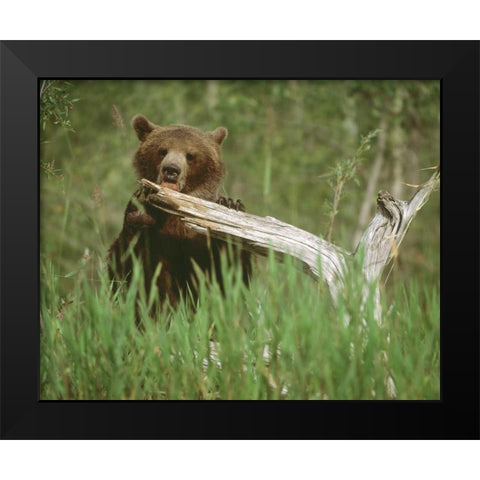 USA, Alaska Grizzly bear licks dead tree branch Black Modern Wood Framed Art Print by Zuckerman, Jim