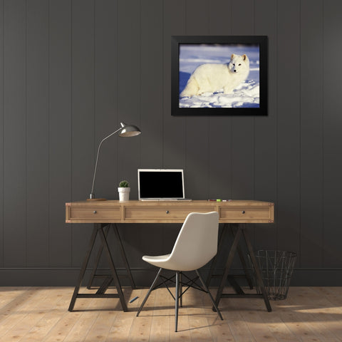 USA, Alaska Arctic fox in winter coat Black Modern Wood Framed Art Print by Zuckerman, Jim