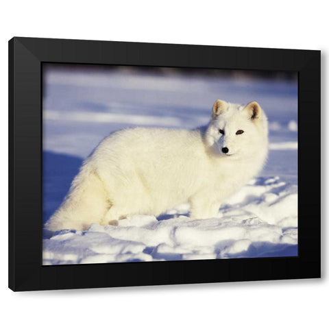 USA, Alaska Arctic fox in winter coat Black Modern Wood Framed Art Print with Double Matting by Zuckerman, Jim