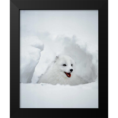 USA, Alaska Arctic fox in winter coat Black Modern Wood Framed Art Print by Zuckerman, Jim