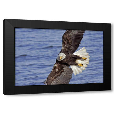 USA, Alaska, Homer Bald eagle diving above water Black Modern Wood Framed Art Print with Double Matting by Illg, Cathy and Gordon
