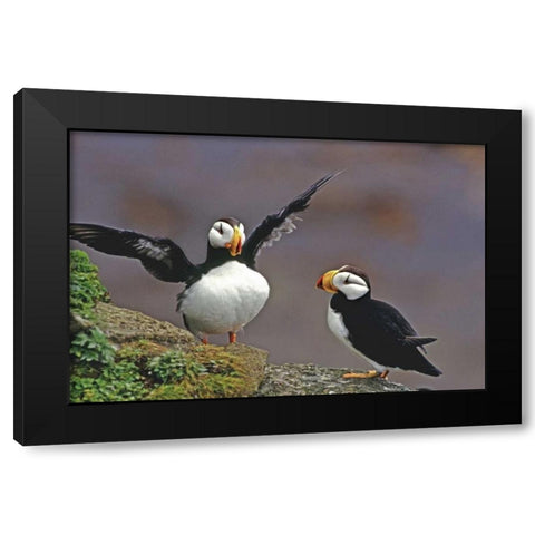 AK, St George Isl Horned puffins interacting Black Modern Wood Framed Art Print with Double Matting by Welling, Dave