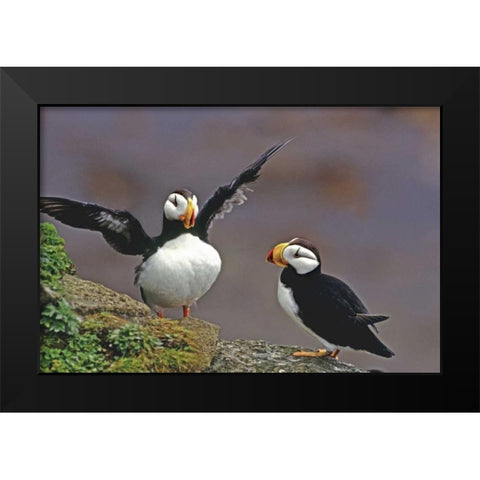 AK, St George Isl Horned puffins interacting Black Modern Wood Framed Art Print by Welling, Dave