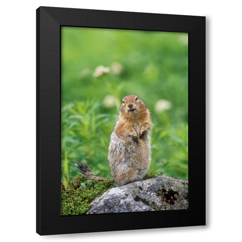 AK, Hatcher Pass Arctic ground squirrel on rock Black Modern Wood Framed Art Print with Double Matting by Welling, Dave