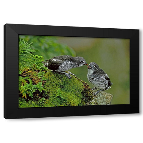 AK, Pribilof Isl, St George Least auklet Pair Black Modern Wood Framed Art Print with Double Matting by Welling, Dave