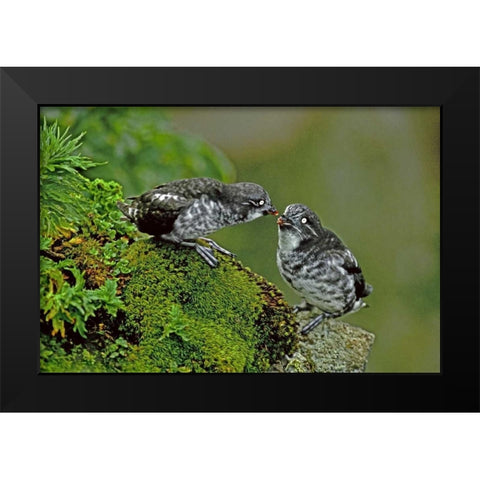 AK, Pribilof Isl, St George Least auklet Pair Black Modern Wood Framed Art Print by Welling, Dave