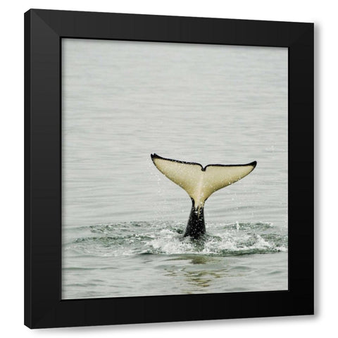 USA, Alaska, Inside Passage Tail of diving orca Black Modern Wood Framed Art Print by Rotenberg, Nancy