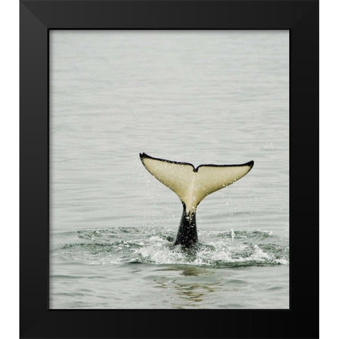 USA, Alaska, Inside Passage Tail of diving orca Black Modern Wood Framed Art Print by Rotenberg, Nancy
