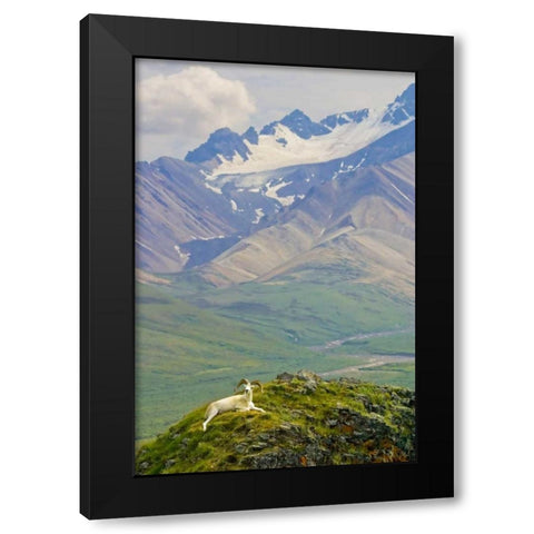 AK, Denali NP, Polychrome Pass Dall sheep ram Black Modern Wood Framed Art Print with Double Matting by Lord, Fred