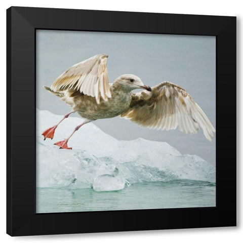 AK, Inside PassageGull taking off from ice floe Black Modern Wood Framed Art Print with Double Matting by Rotenberg, Nancy
